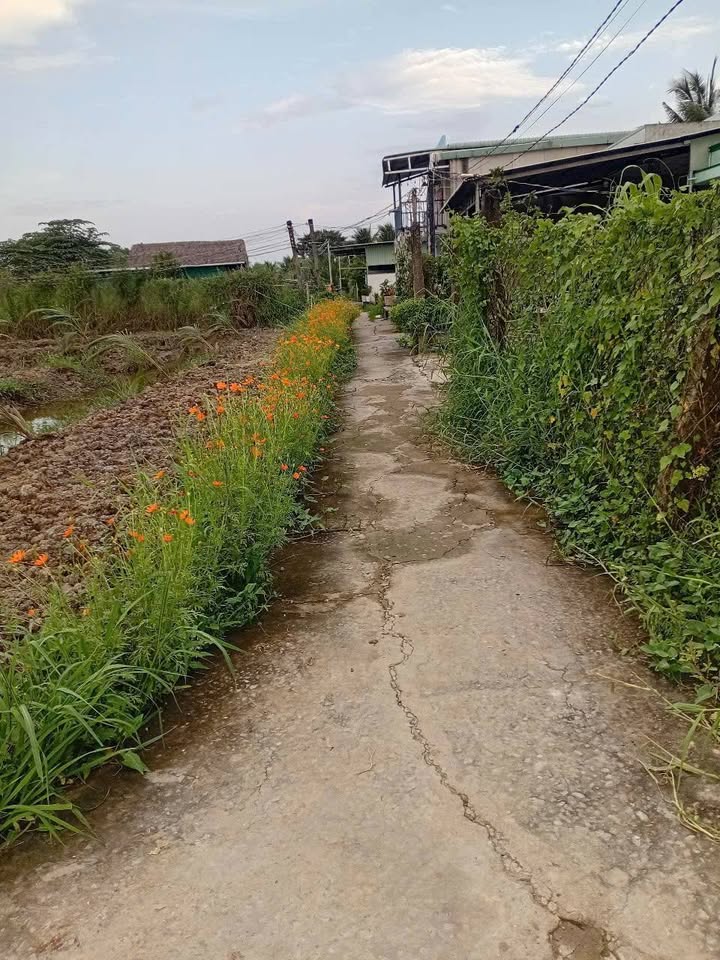 Nhà vườn chính chủ Tân An 1288m² giá 1.45 tỷ - Đầu tư sinh lời ngay!