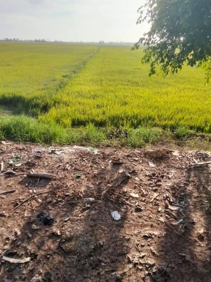 Đất nông nghiệp Tân Công Sính, Tam Nông 16.000m² giá 1.92 tỷ - Mặt tiền kênh lớn, xe hơi vào tận nơi!