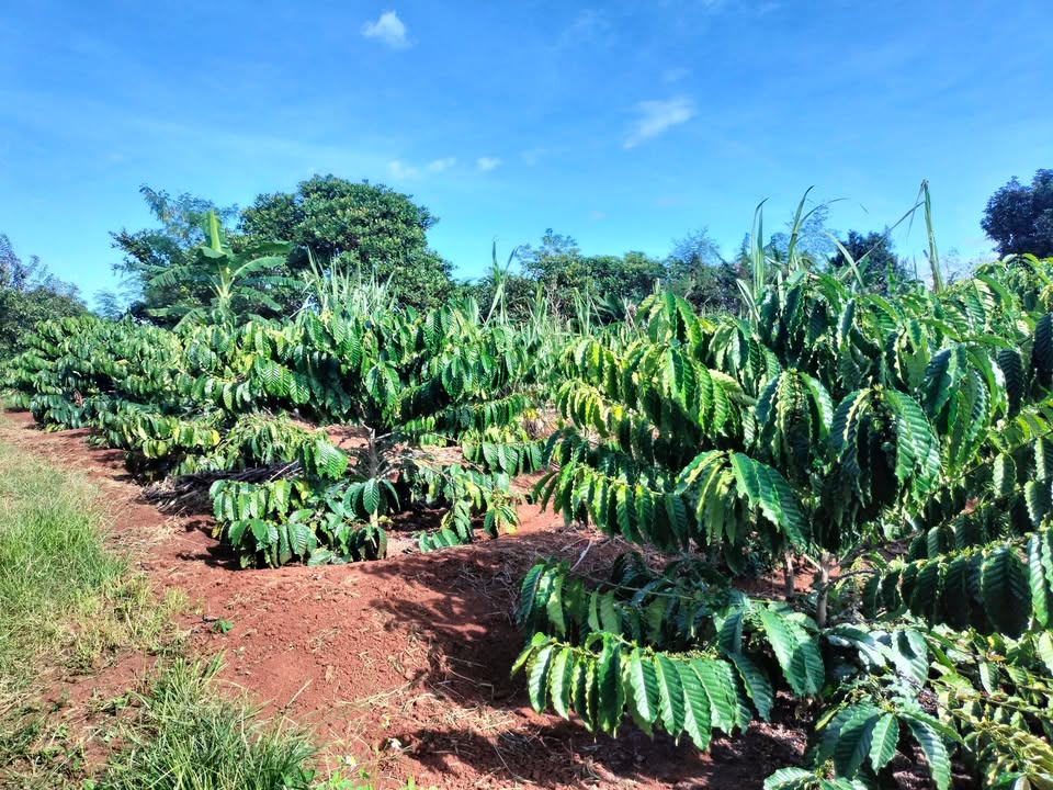 Đất nền Cư M'gar, Đắk Lắk 1260m² - Cơ hội hiếm có từ chính chủ!