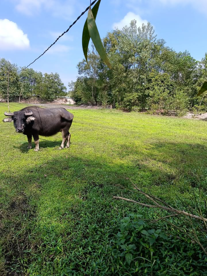 Đất trồng cây Tam Thăng 700m² giá thỏa thuận - Tiềm năng chăn nuôi và trồng rau sạch!