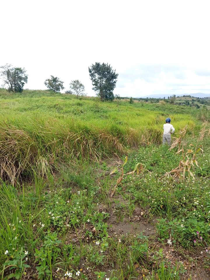 Đất nền Ea Sô 4,2 sào giá chỉ 100 triệu - Sổ hồng chính chủ, vuông vắn!