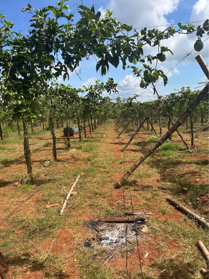 Đất đỏ bazan 3ha tại Ia Ko, Chư Pưh - Chính chủ bán nhanh!