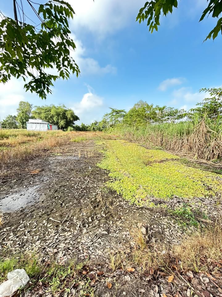 Bán đất nền Cần Thơ 1575m² - Chính chủ, giá thương lượng hấp dẫn!