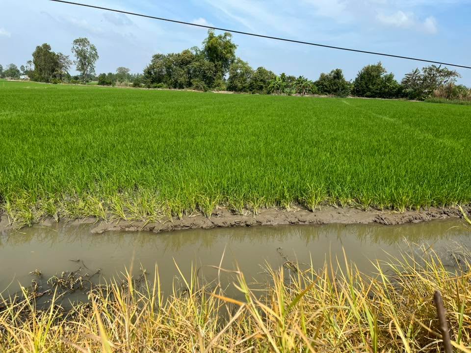 Đất nền Bình Thành Lấp Vò 1464m² giá 950 triệu - Tiềm năng phát triển cao!