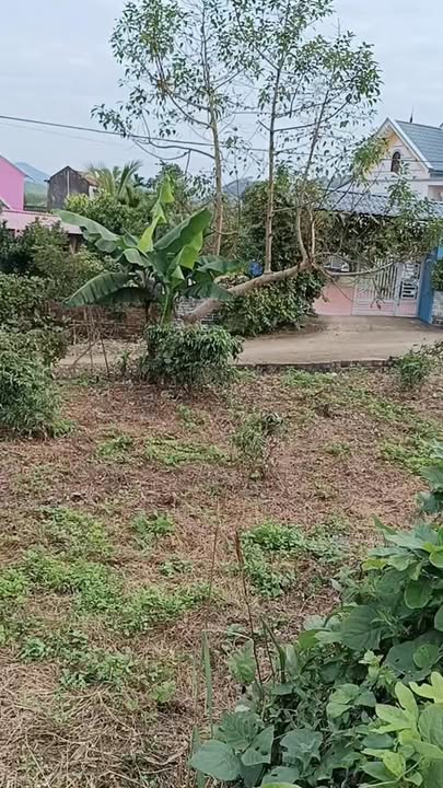 Đất Bình Sơn Lục Nam 1500m² giá 1.1 tỷ - Mặt tiền dài, đầu tư sinh lời!