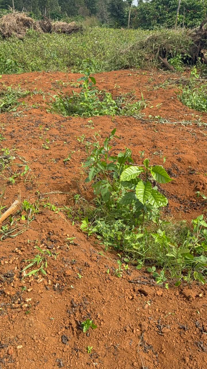 Đất nền Ea Khal, Đắk Lắk 23.000m² chỉ 165.6 triệu - Cơ hội đầu tư hiếm có!