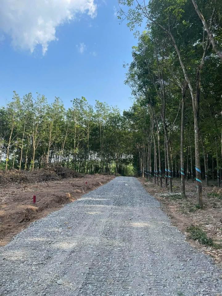 Đất nền Tân Định Bến Cát 1000m² giá 1.4 tỷ - Sổ hồng chính chủ, hỗ trợ vay ngân hàng!