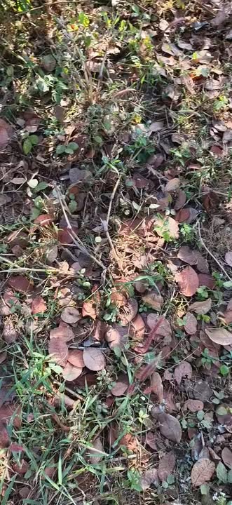 Đất Farm 1ha tại Ia Ga, Chư Prông chỉ 8 tỷ - Mặt đường bê tông thuận tiện!