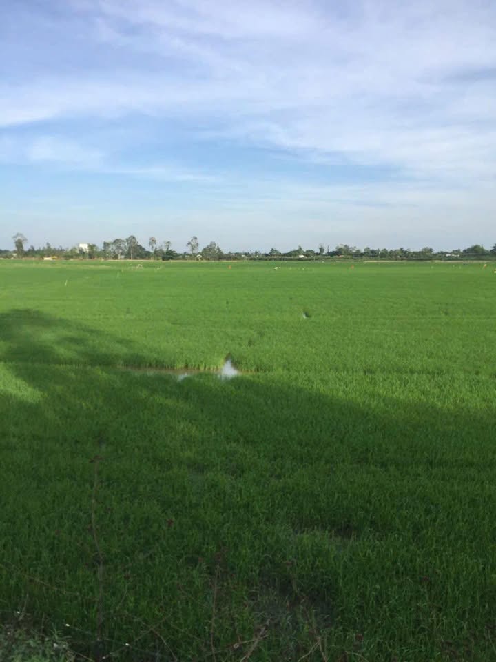 Đất ruộng tại xã Long Thắng, huyện Lai Vung, Đồng Tháp 10.000m² - Giá hợp lý, thương lượng tốt!