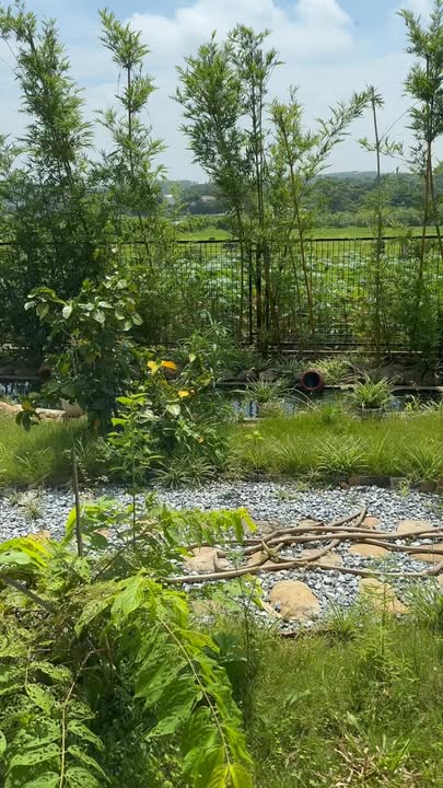 Đất nền Quang Húc, Tam Nông 240m² - Cơ hội đầu tư hấp dẫn!