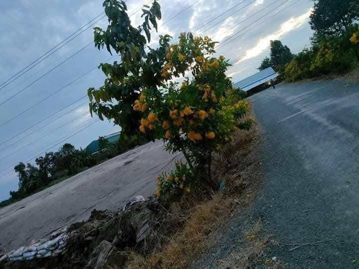 Đất nền Kiến Bình Tân Thạnh 100m² giá 300 triệu - Cơ hội đầu tư hấp dẫn!