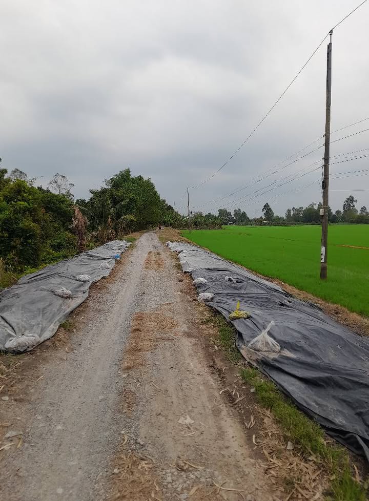 Đất ruộng trồng lúa Hòa Long 10.137m² chỉ 3.5 tỷ - Đầu tư sinh lời ngay!