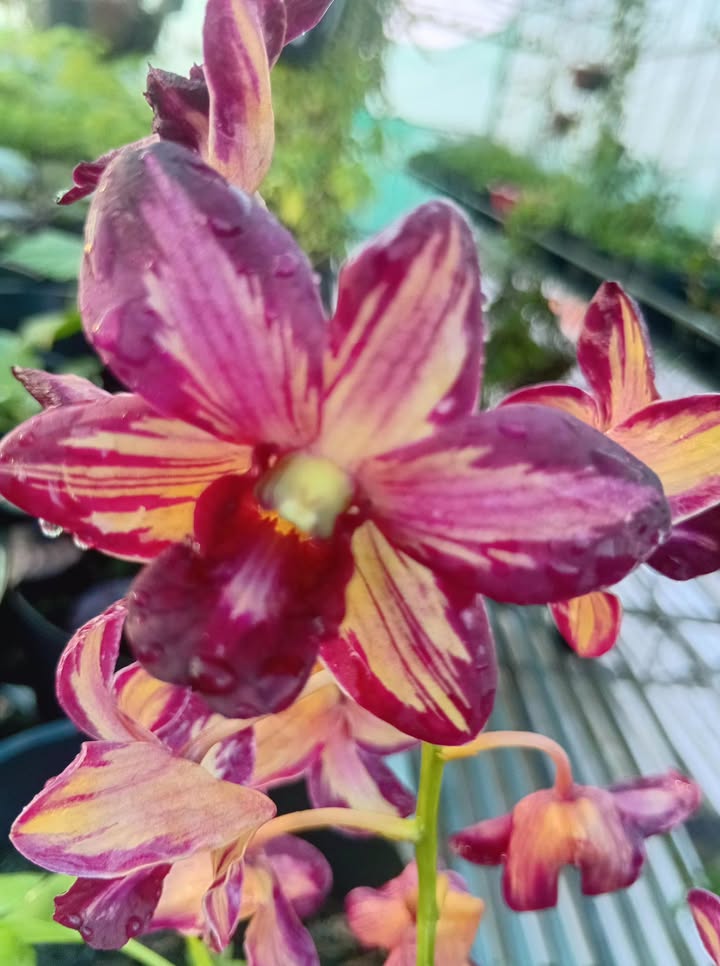 Bán đất nền và đất vườn tại ấp Hoà Mỹ, Cao Lãnh, Đồng Tháp - Chỉ 1 tỷ!