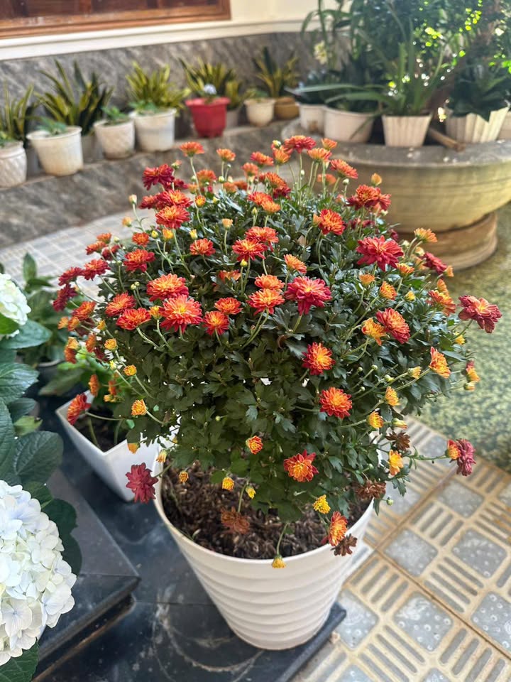 Lô đất Đăk Cấm 1296m² giá 1 tỷ - Đầu tư lý tưởng cho nhà vườn!