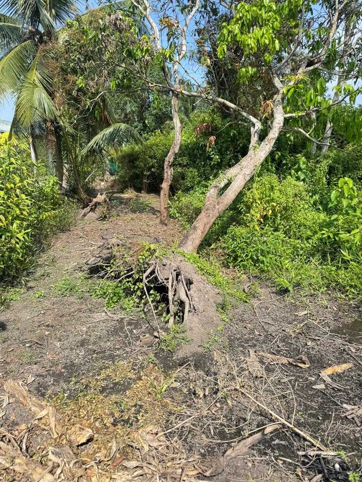 Đất thổ vườn An Thạnh Bến Lức 269m² chỉ 790 triệu - Gần khu dân cư đông đúc!