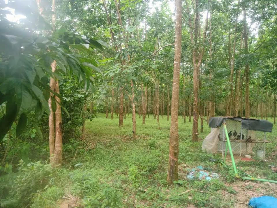 Đất Suối Khe Su Kế Phú Lộc 8.978m² giá 7.185 tỷ - Đầu tư sinh lời hấp dẫn!