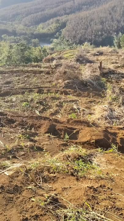 Đất nền Quảng Tân, Tuy Đức 30,000m² giá 1.25 tỷ - Sổ đỏ chính chủ, cơ hội đầu tư tiềm năng!