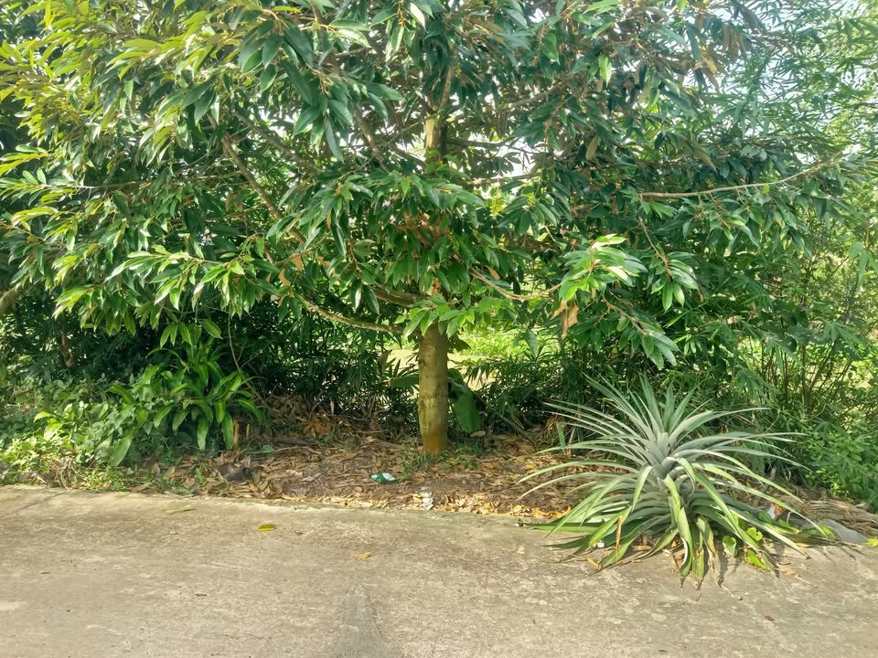 Đất nền Định Môn, Thới Lai 450m² giá 980 triệu - Sổ đỏ chính chủ, đầu tư sinh lời!