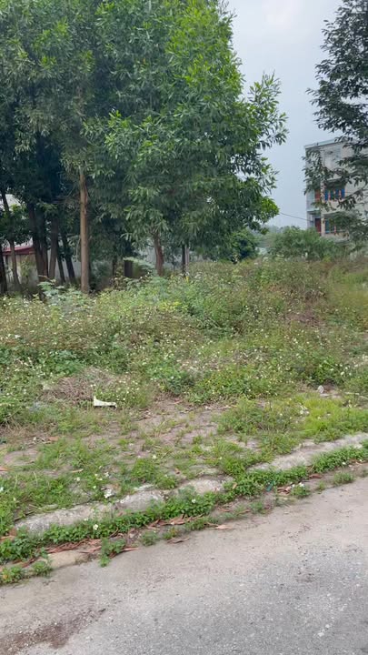 Đất nền KĐT Đồng Đỗ, Thái Học, Chí Linh 118,5m² - Lô góc 2 mặt tiền thuận lợi kinh doanh!