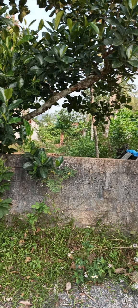 Đất thổ cư Thọ Cường, Triệu Sơn 250m² giá chỉ 300 triệu - Đường thông tứ hướng!