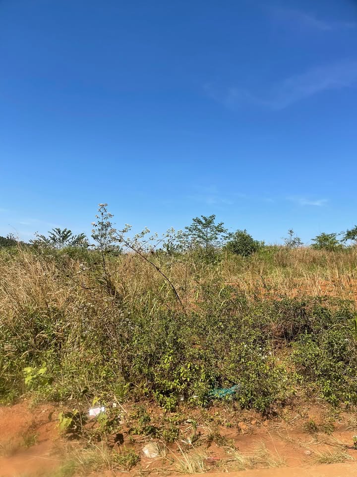 Đất nền Nam Bình Đắk Song 286m² giá 500 triệu - Bán gấp chính chủ!