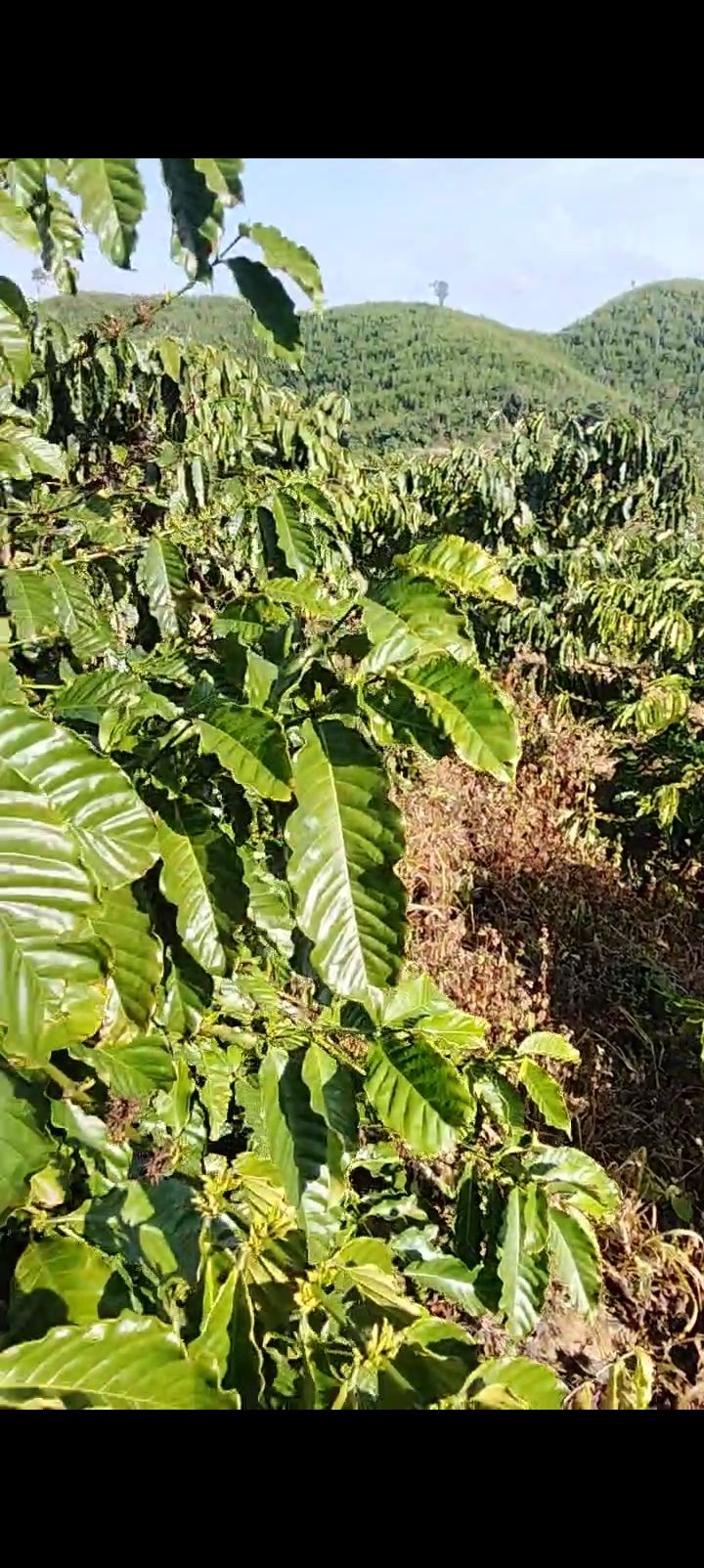 Đất nền tại Đắk Nia - 80.000m² giá 1 tỷ - Cơ hội đầu tư hấp dẫn!