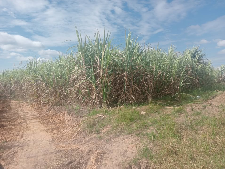 Đất trồng mía 13ha tại xã Ea Suop, Đắk Lắk - Giá chỉ 8.97 tỷ!