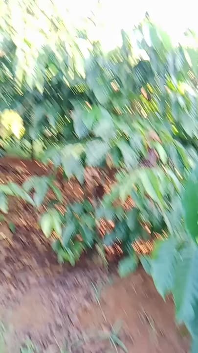 Đất thổ cư xã Quảng Tân 20000m² giá 4.4 tỷ - Khu vực yên tĩnh, thuận lợi tưới tiêu!