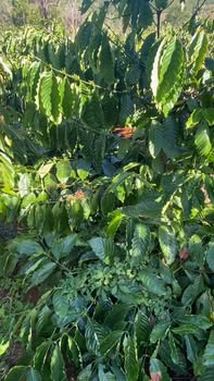 Đất nền Đắk R'Tih Tuy Đức 30000m² giá 2.8 tỷ - Cơ hội đầu tư tuyệt vời!