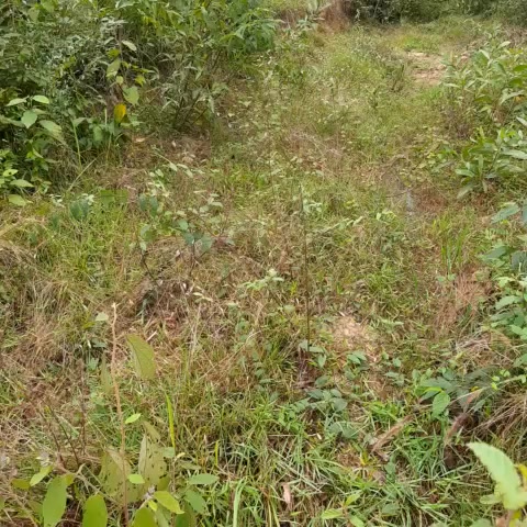 Đất nông nghiệp Xuân Quang 2, Đồng Xuân 12ha giá chỉ 100 triệu/ha - Cơ hội đầu tư sinh lời!