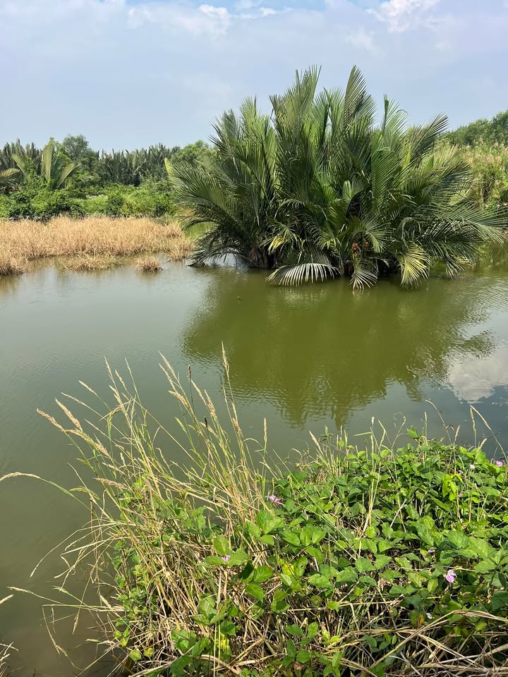 Đất nền 1000m² tại Tân Tập, Cần Giuộc chỉ 400 triệu - Cơ hội đầu tư tuyệt vời!