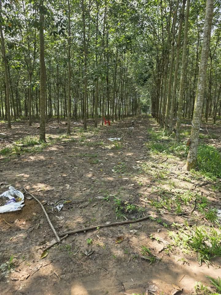 Đất nền Phú Giáo 28.000m² giá 6 tỷ - Sổ đỏ chính chủ, đầu tư sinh lời!