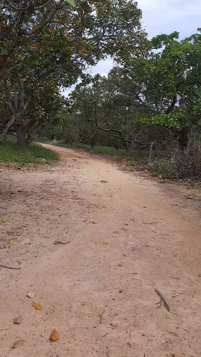 Đất vườn đẹp tại xã Ia Glai, Chư Sê 62.000m² giá 6,2 tỷ - Chính chủ bán gấp!