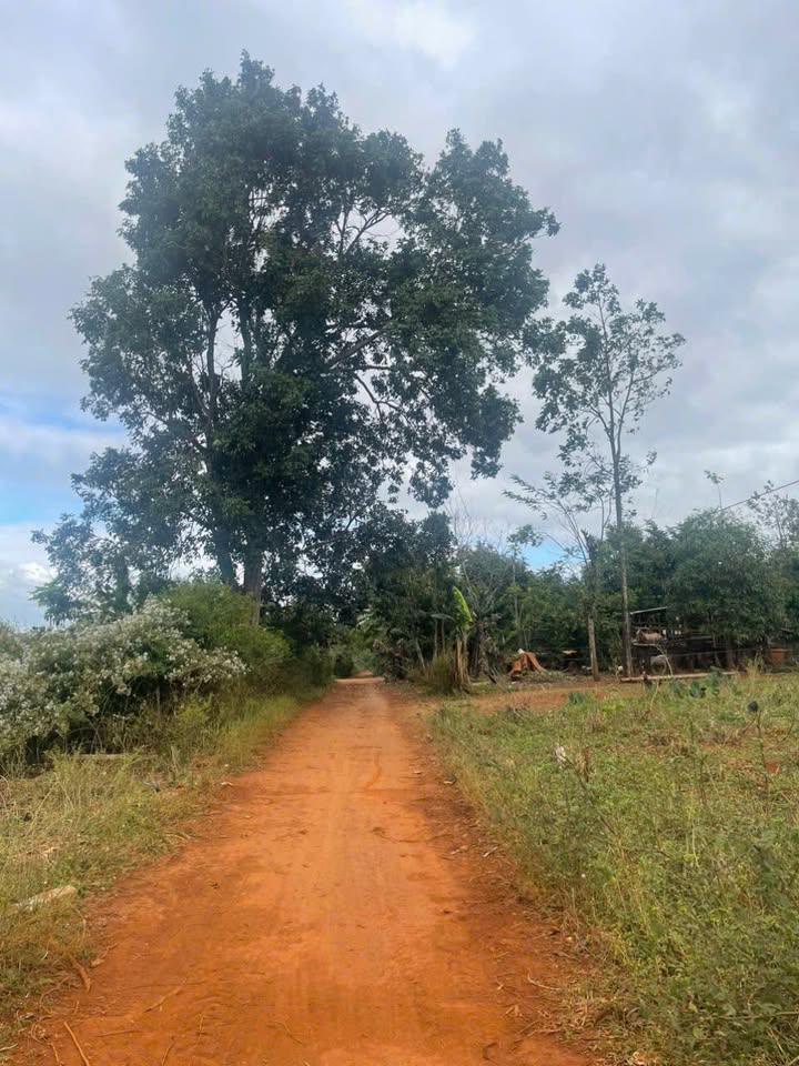 Đất thổ cư Cư Suê 125m² giá 290 triệu - Cần tiền bán gấp!