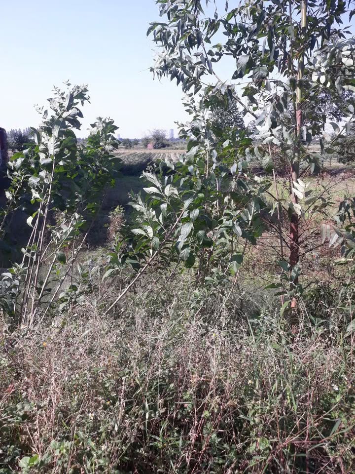 Đất trục chính Quỳnh Đôi, Bắc Ninh 120m² giá 3 tỷ - Đầu tư sinh lời ngay!