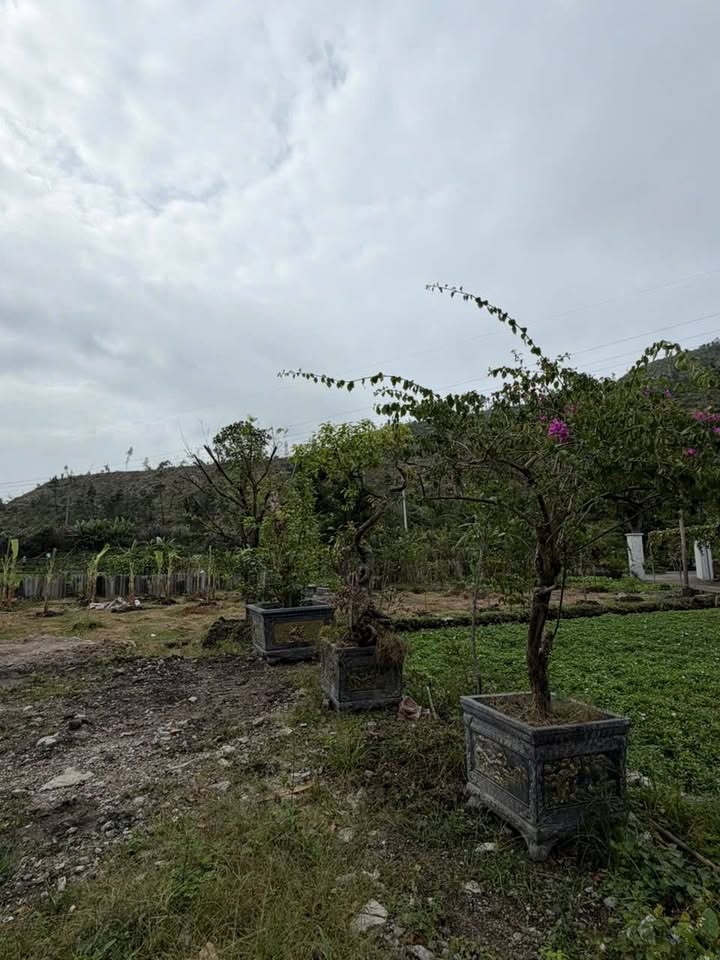 Đất nền Cẩm Phú 800m² giá 350 triệu - Tiềm năng phát triển cho những ai yêu thiên nhiên!