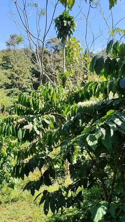 Đất vườn Tân Lạc Bảo Lâm 14,400m² giá 1.44 tỷ - Đầu tư sinh lời hấp dẫn!