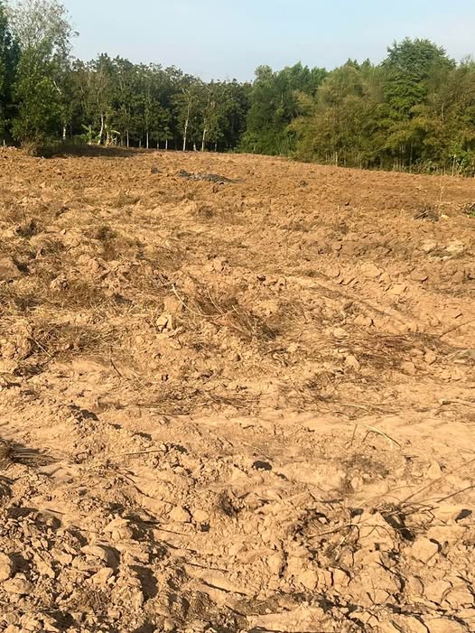 Farm 1,3ha Lộc Thành - Sổ đỏ chính chủ - Giá 1,1 tỷ VND hấp dẫn!