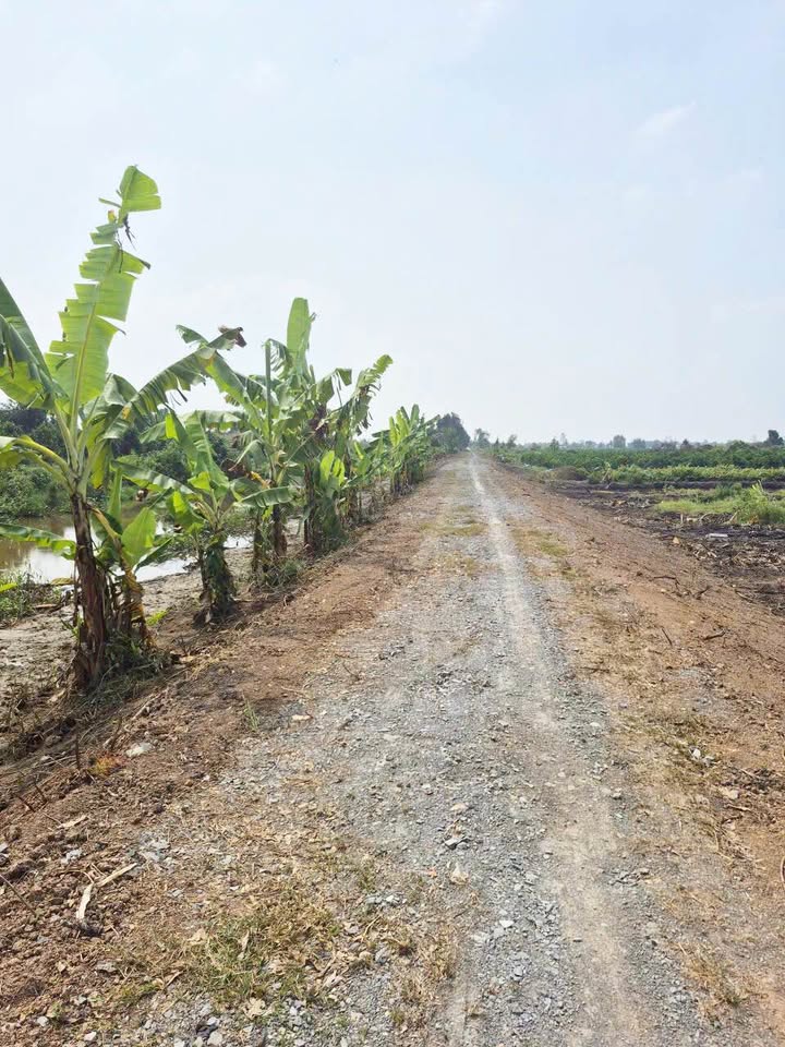 Đất vườn 3000m² mặt tiền kênh Sáu Xe, xã Tân Thành, Thủ Thừa, Long An - Giá chỉ 1.95 tỷ!