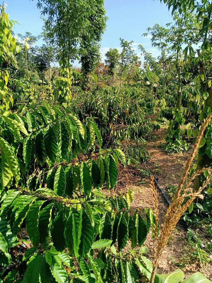 Đất ở Đắk Wil, Cư Jút 12.000m² giá 5.4 tỷ - Đầu tư sinh lời tuyệt vời!