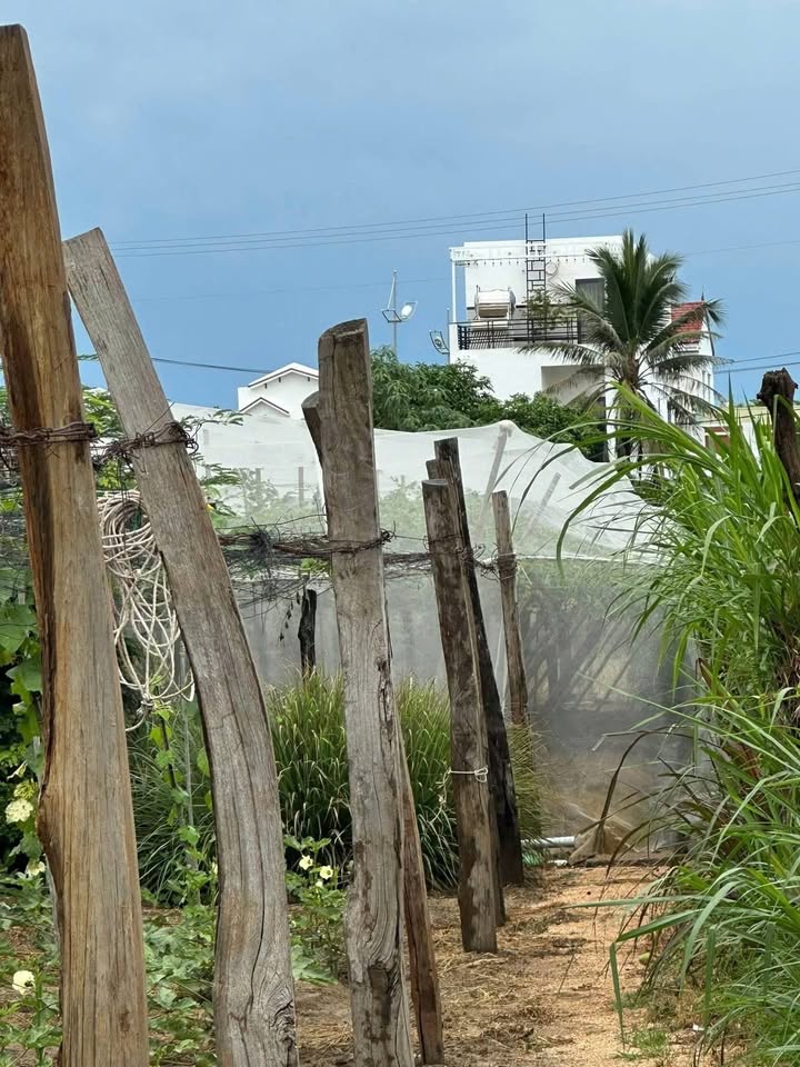 Đất vườn 365m² tại An Hải, Ninh Phước chỉ 500 triệu - Cơ hội đầu tư tuyệt vời!