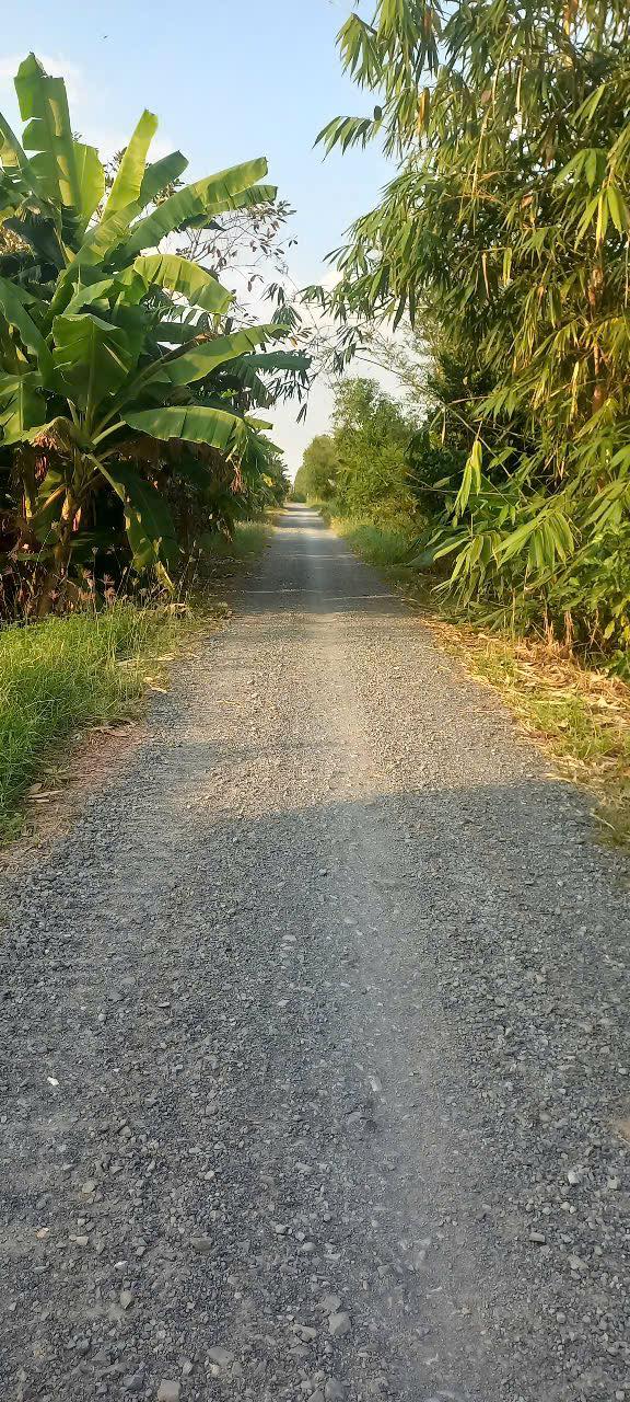 Đất ruộng 9 công tại xã Tân Tây, huyện Thạnh Hóa - Giá chỉ 1.75 tỷ, thương lượng chính chủ!