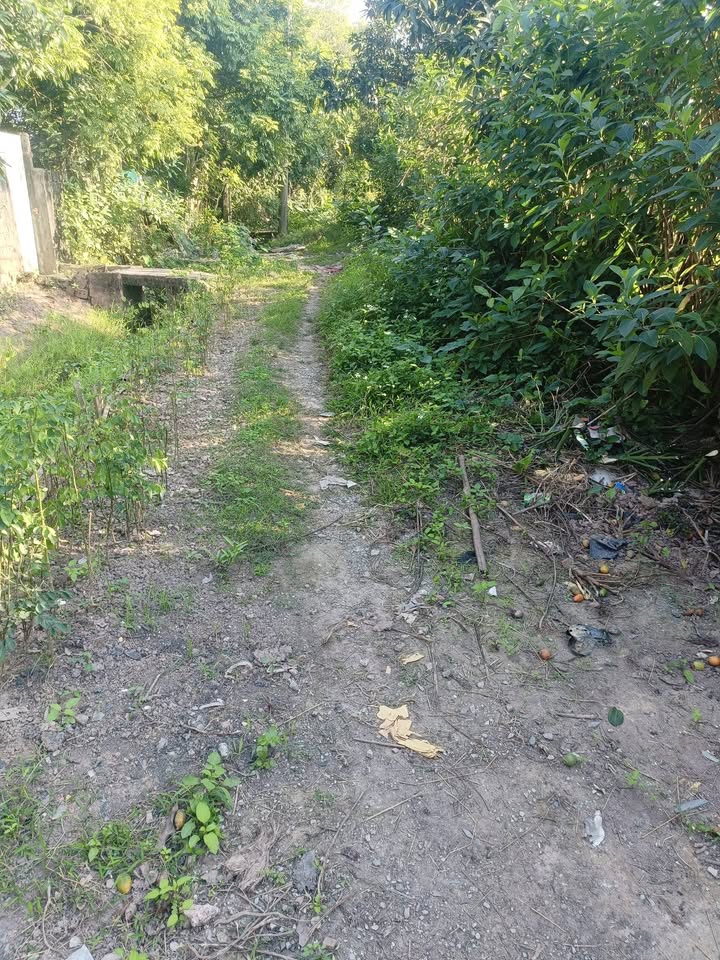 Đất trồng cây lâu năm tại thôn Hà Xá, Mỹ Đức, 1700m² - Giá 2 tỷ, sẵn nhà cấp 4!