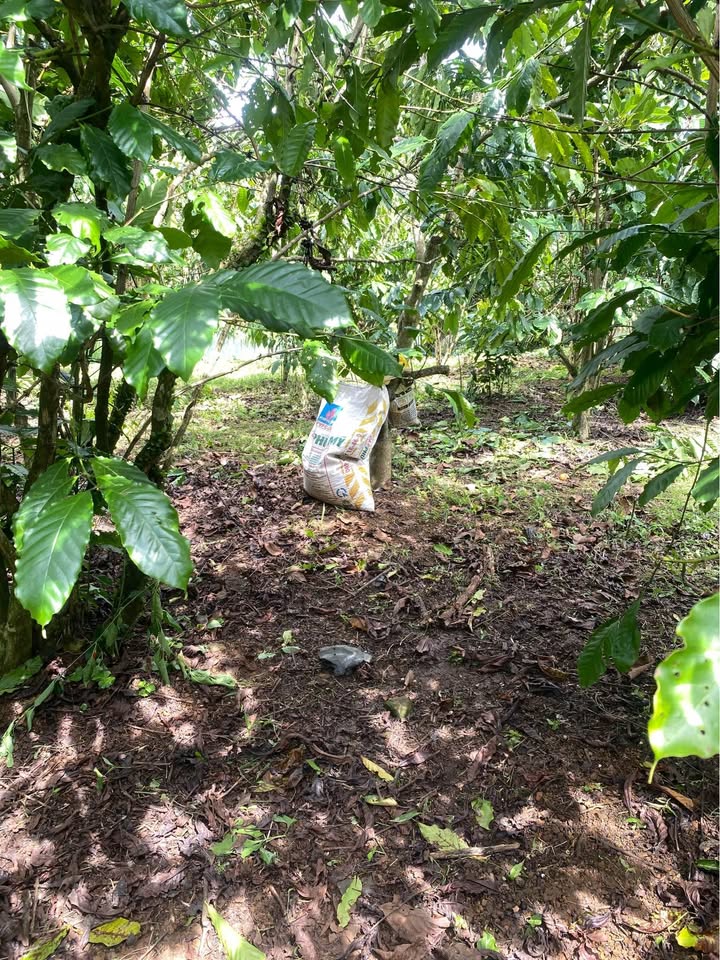 Đất nền Lộc Đức, Bảo Lâm 5500m² giá 1.044 tỷ - Đất đẹp sẵn sàng đầu tư!