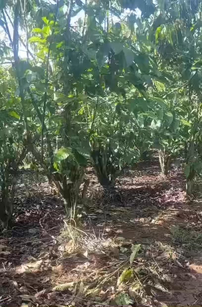 Đất vườn Lộc An, Bảo Lâm 1384.2m² - Giá tốt, sẵn sàng giao dịch!