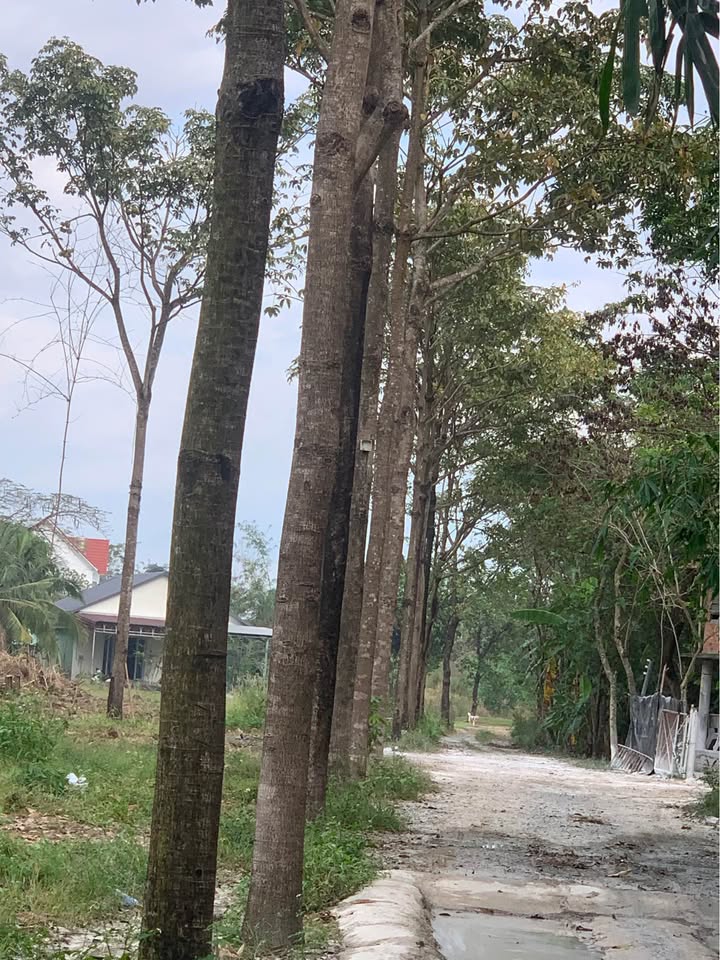 Đất nền Xuân Thọ Đồng Nai 3000m² giá chỉ 1.488 tỷ - Cơ hội đầu tư hấp dẫn!