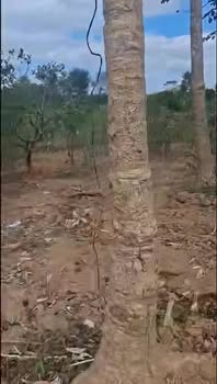 Đất nền 8 sào tại Thôn 5, xã Ea Nam - Đầu tư sinh lời chỉ 800 triệu!