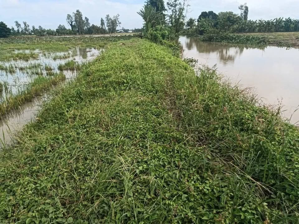 Đất nền 11.4 công tại xã Trung Hưng, Cờ Đỏ - Giá chỉ 180 triệu