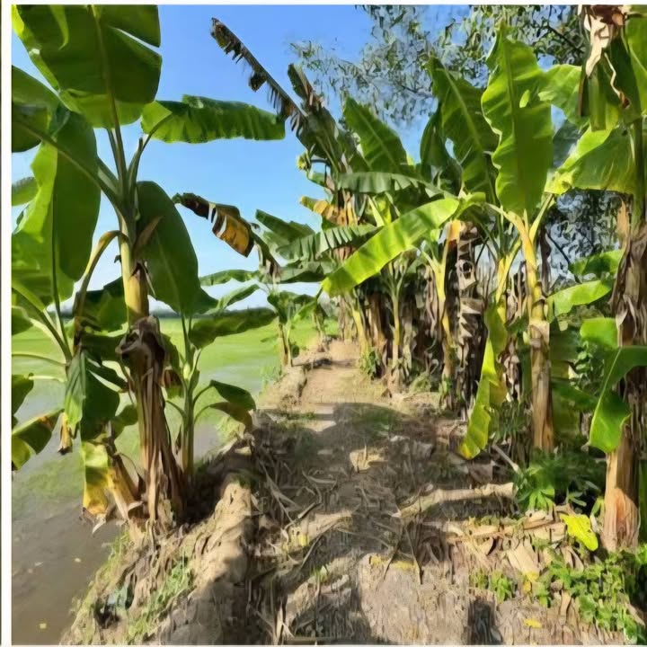 Đất nền Thới An Đông, Bình Thủy, Cần Thơ 1065m² giá 500 triệu - Cơ hội đầu tư tuyệt vời!