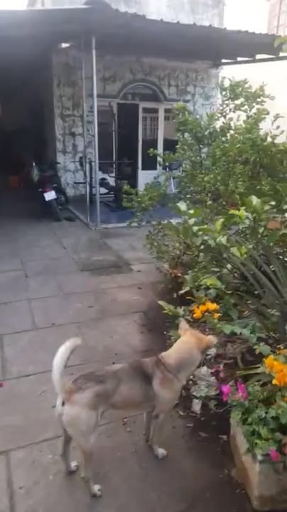 Nhà nát Hóc Môn 275m² giá 7.1 tỷ - Phù hợp xây ở hoặc đầu tư